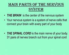 Image result for Nerves Branching From Cervical Spine