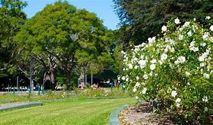 Image result for New Farm Park Natural Tree