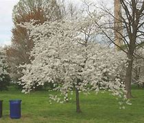 Image result for Black Cherry Tree Size