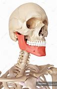 Image result for Human Upper Jaw Bone