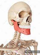 Image result for Human Jaw Bone Anatomy