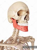 Image result for Jaw Structure