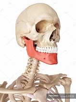 Image result for Jaw Body Part