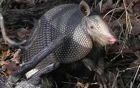 Image result for Armadillo Ball
