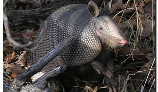 Image result for Armadillo Death Shake