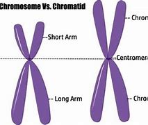 Image result for Chromosome V Chromatid