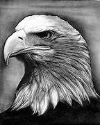 Image result for Eagle Sketch Art
