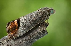 Image result for "codling-moth"