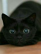 Image result for Black Cat with Big Eyes Meme