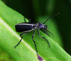 Image result for "margined-blister-beetle"