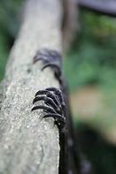 Image result for Bat Claws