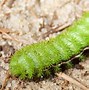 Image result for Io Moth