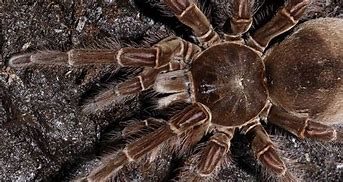 Image result for Biggest Tarantula On Earth