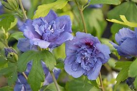 Image result for Hibiscus syriacus Blue Chiffon