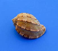 Image result for Curette Molluscum