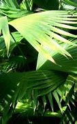 Image result for Jungle Vine Texture