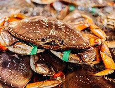 Image result for World's Biggest Dungeness Crab