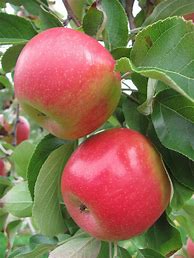 Image result for NW Apple Varieties