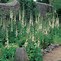 Image result for Digitalis purpurea alba