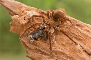 Image result for Goliath Birdeater Catching a Bird