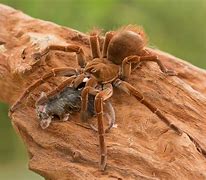 Image result for Goliath Tarantula Spider