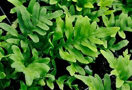 Image result for Polypodium Whitley Giant