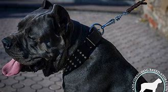 Image result for Cane Corso Collat