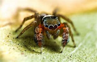 Image result for New Spider Found in Australia