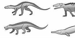 Image result for Different Types of Crocodilians
