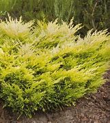 Image result for Juniperus horizontalis Limeglow