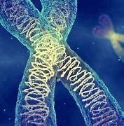 Image result for Human DNA Chromosome