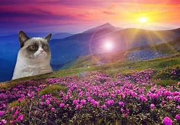 Image result for Beautiful Meme Backgrounds