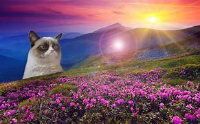 Image result for Cat Meme Wallpaper PC