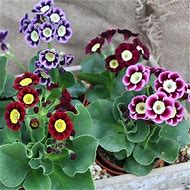 Afbeeldingsresultaten voor Primula auricula Ted Roberts