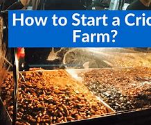 Image result for Cricket Farming