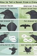 Image result for Common Raven vs Crow