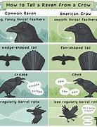 Image result for Is Raven and Crow the Same