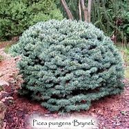 Image result for Picea pungens Brynek