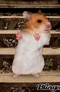 Image result for Hamster Dance Meme