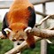 Image result for Panda Claws