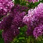 Image result for Syringa chinensis Saugeana