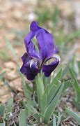 Image result for Iris lutescens Campbellii