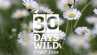 Image result for 30 Days Wild Ideas