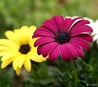 Image result for Flowers Full HD Wallpapers 1080P