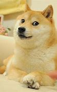 Image result for Shiba Meme