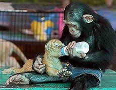 Image result for Animals Helping Each Other