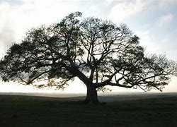Image result for árvore