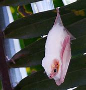 Image result for Dark Pink Bat Realistic