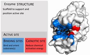 Image result for Parts of an Enzyme