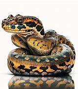 Image result for Biggest Snake Species in the World